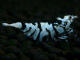 125　P【エニータイムRT】サヤチャンス！第一弾