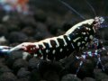 132　P【エニータイムRT】サヤチャンス！第一弾