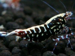 画像1: 132　P【エニータイムRT】サヤチャンス！第一弾