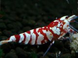 137　P【エニータイムRT】サヤチャンス！第一弾