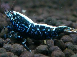 画像1: 150　P【エニータイムRT】サヤチャンス！第一弾 ＊次回涼風・三好・ミポリンハイグレードチャレンジ30連！16時00分予定となります