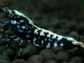 142　P【エニータイムRT】サヤチャンス！第一弾