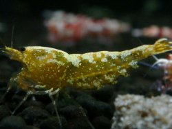 画像1: 107　P【エニータイムRT】サヤチャンス！第一弾