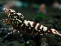 111　P【エニータイムRT】サヤチャンス！第一弾