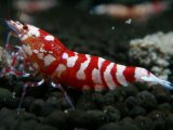 122　P【エニータイムRT】サヤチャンス！第一弾