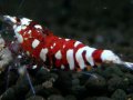 134　P【エニータイムRT】サヤチャンス！第一弾