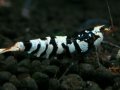 148　P【エニータイムRT】サヤチャンス！第一弾