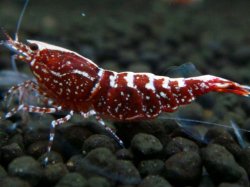 画像1: 204　R【エニータイムRT】サヤチャンス！第二弾