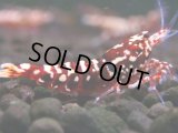 305　H【エニータイムRT】Fan shrimp レッドシュガー