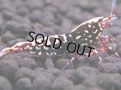 画像1: 330　H【エニータイムRT】HY shrimp