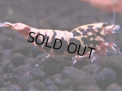 画像1: 325　H【エニータイムRT】HY shrimp