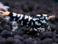 画像1: 318　H【エニータイムRT】HY shrimp