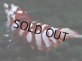 250　R【エニータイムRT】サヤチャンス！第二弾 次回12時00分となります 涼風・O2・Y's Bee
