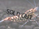 329　H【エニータイムRT】HY shrimp