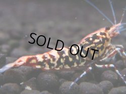 画像1: 329　H【エニータイムRT】HY shrimp