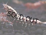 321　H【エニータイムRT】HY shrimp