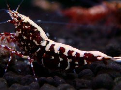 画像1: 321　H【エニータイムRT】HY shrimp