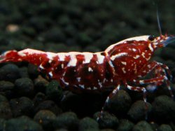 画像1: 216　R【エニータイムRT】サヤチャンス！第二弾