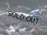 313　H【エニータイムRT】HY shrimp