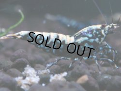 画像1: 313　H【エニータイムRT】HY shrimp