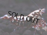 326　H【エニータイムRT】HY shrimp
