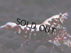 画像1: 326　H【エニータイムRT】HY shrimp