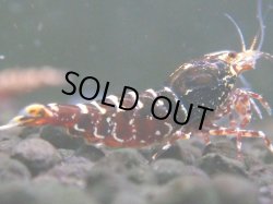 画像1: 303　H【エニータイムRT】Fan shrimp レッドシュガー