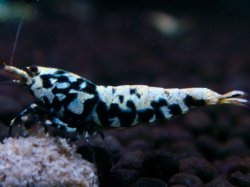 画像1: 315　H【エニータイムRT】HY shrimp