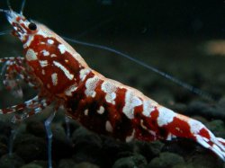 画像1: 231　R【エニータイムRT】サヤチャンス！第二弾