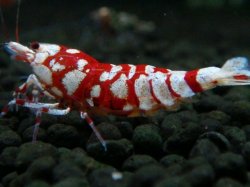 画像1: 214　R【エニータイムRT】サヤチャンス！第二弾