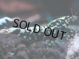 314　H【エニータイムRT】HY shrimp