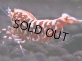 327　H【エニータイムRT】HY shrimp