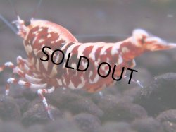 画像1: 327　H【エニータイムRT】HY shrimp
