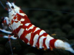 画像1: 235　R【エニータイムRT】サヤチャンス！第二弾