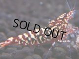 323　H【エニータイムRT】HY shrimp