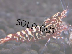画像1: 323　H【エニータイムRT】HY shrimp