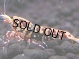 324　H【エニータイムRT】HY shrimp