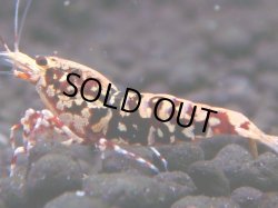 画像1: 324　H【エニータイムRT】HY shrimp