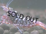 307　H【エニータイムRT】Fan shrimp レッドシュガー
