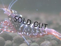 画像1: 307　H【エニータイムRT】Fan shrimp レッドシュガー