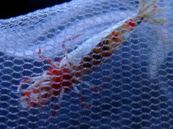 画像3: 271　H【エニータイムRT】涼風シュリンプ 50連発ファイナル！