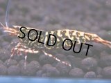 322　H【エニータイムRT】HY shrimp