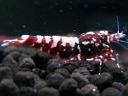 画像1: 304　H【エニータイムRT】Fan shrimp レッドシュガー