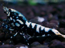 画像1: 317　H【エニータイムRT】HY shrimp