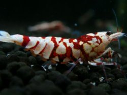 画像1: 203　R【エニータイムRT】サヤチャンス！第二弾