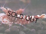 308　H【エニータイムRT】Fan shrimp レッドシュガー