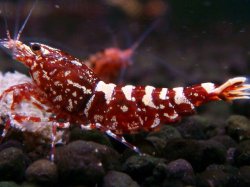 画像1: 308　H【エニータイムRT】Fan shrimp レッドシュガー