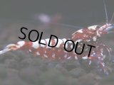 301　H【エニータイムRT】Fan shrimp レッドシュガー