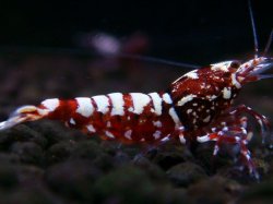 画像1: 301　H【エニータイムRT】Fan shrimp レッドシュガー