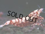 302　H【エニータイムRT】Fan shrimp レッドシュガー